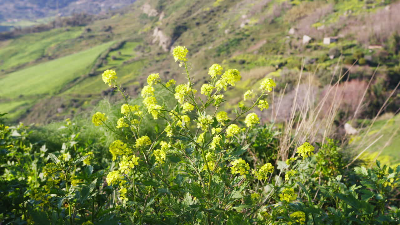 Yellow Flowers And Nature In Front Of A Valley In The Calabria Region Of Italy