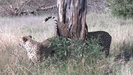 Male-cheetahs-mark-territory-on-a-tree-during-the-heat-of-the-day