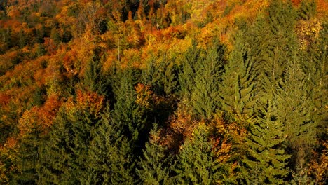 drone ascend tilt down to pine tree as golden hour light spreads across autumn forest