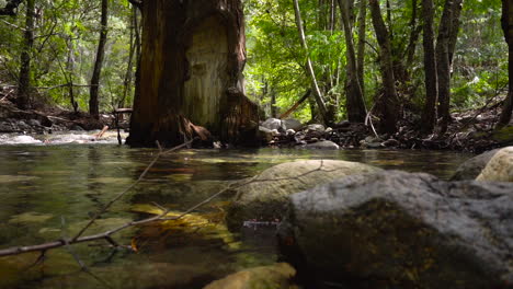 otro río tranquilo en el bosque