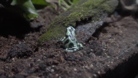 Green-and-black-poison-dart-frog-in-aquarium