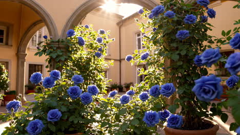 blue roses in a courtyard garden