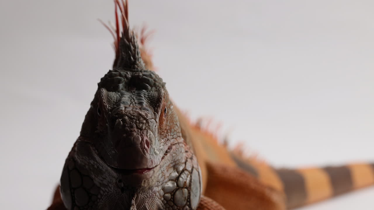 녹색 이구아나는 카메라를 직접 바라보고 크게 숨을 쉰다 - 얼굴 가까이