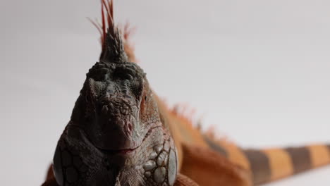 green iguana looks directly towards camera and breaths heavily - close up on face