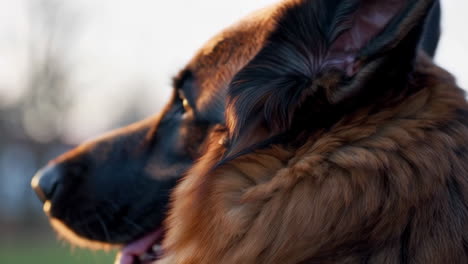 close-up of a dog's fur