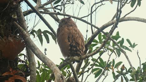 Visto-Manteniendo-La-Cabeza-Bajo-El-Ala-Derecha-Y-De-Repente-Salta-Mirando-Hacia-La-Izquierda-Y-Hacia-La-Cámara,-Lechuza-Pez-Leucocita-Ketupa-Ketupu-Incipiente,-Tailandia