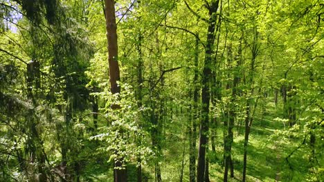 Volando-Entre-Los-árboles-En-El-Bosque-De-Primavera.