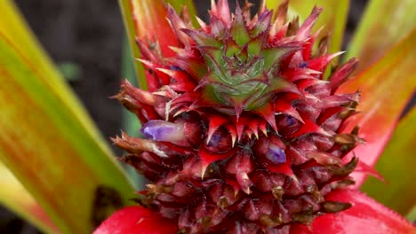 pineapple plant in flower, closeup horizontal pan