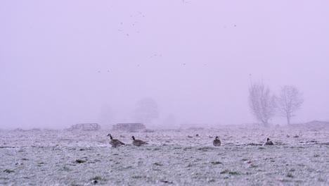 canadian geese  on farm land in winter blizzard