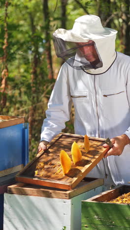 beekeepers working to collect honey. beekeeper holding frame of honeycomb with bees. vertical video