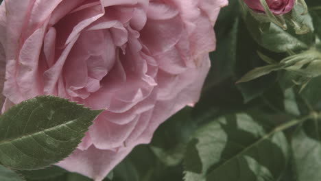 A-pink-rose-surrounded-by-deep-green-leaves-with-a-slightly-misty-feel