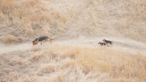 german shepherd dog and two puppies running on the trail through dry grass in turkey