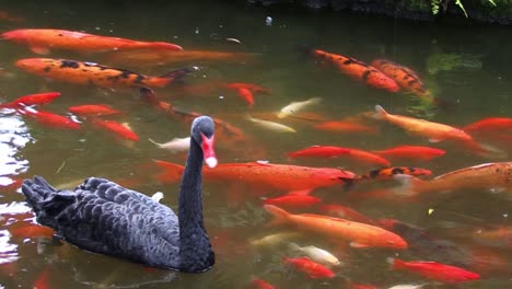 Cisnes-Negros-Y-Peces-Koi-En-El-Estanque-Junto-Al-Templo-Byodo-in,-Parque-Conmemorativo-Del-Valle-De-Los-Templos,-Kahaluu,-Oahu,-Hawaii