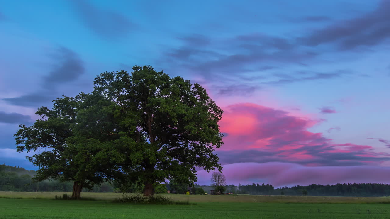 두 개의 시네마틱 트리