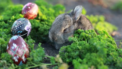 rabbit on green grass, white rabbit little rabbit, little white bunny
