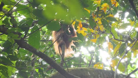 wild baby orangutan climbing away from mother in bukit lawang, sumatra, indonesia