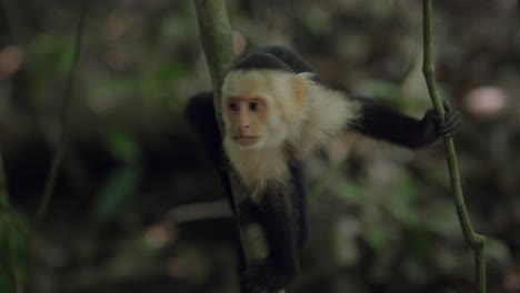 cute capuchin monkey hanging in tree looking around, costa rica