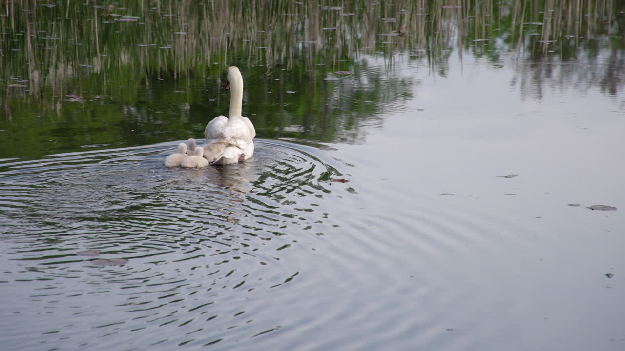 Dawn slow-motion visuals of swan parents and baby cygnets in the calm atmosphere of early spring.
