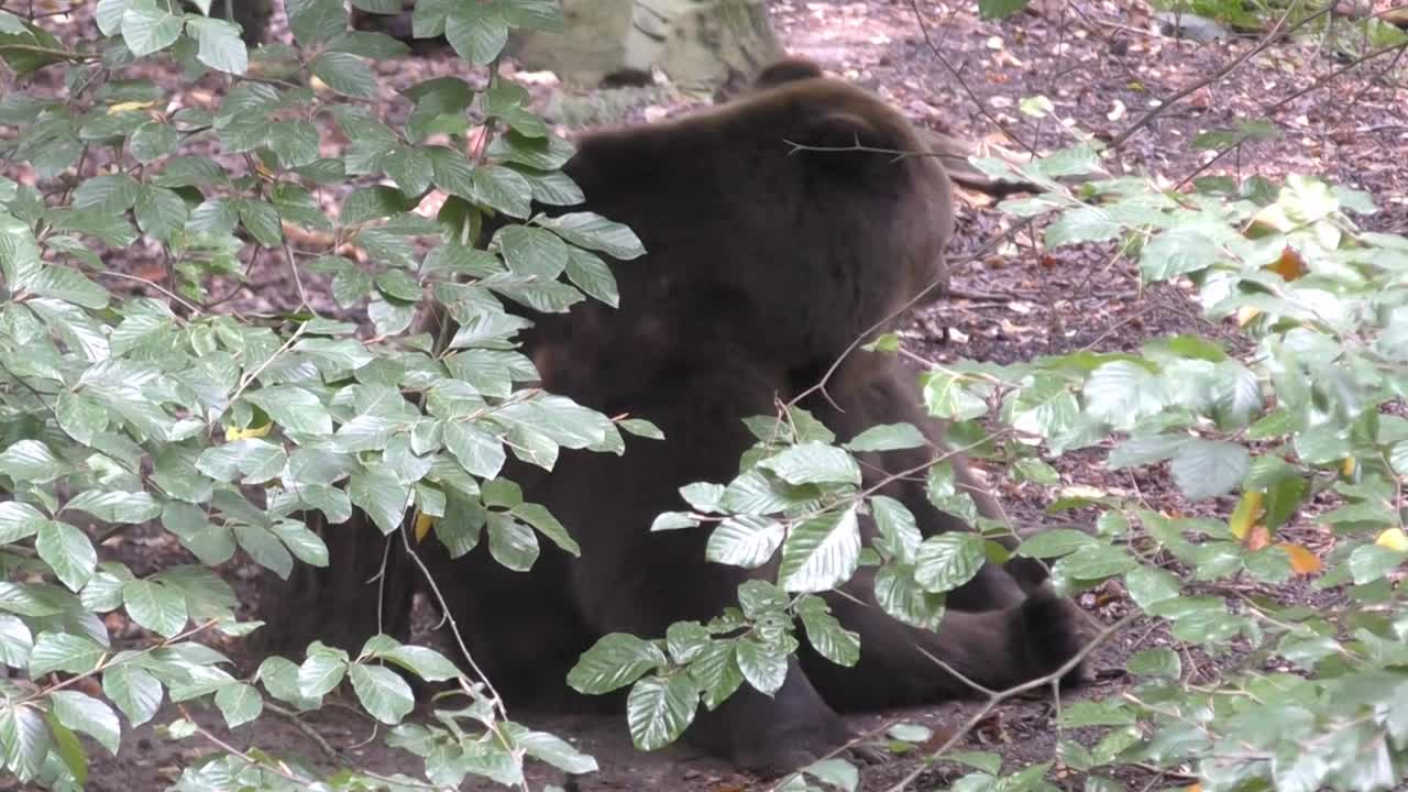 Grizzly Bear Sitting On Ground And Scratching Its Back On Stump In The Forest. - close up