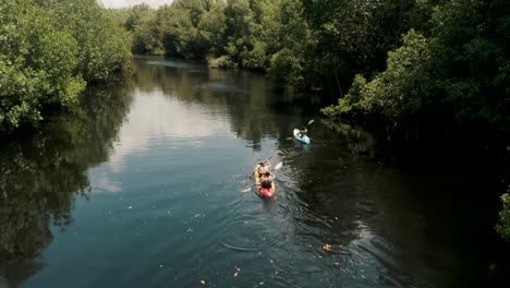 Touristen,-Die-Im-Mangrovenwald-In-El-Paredon,-Guatemala,-Kajak-Fahren---Drohnenaufnahme