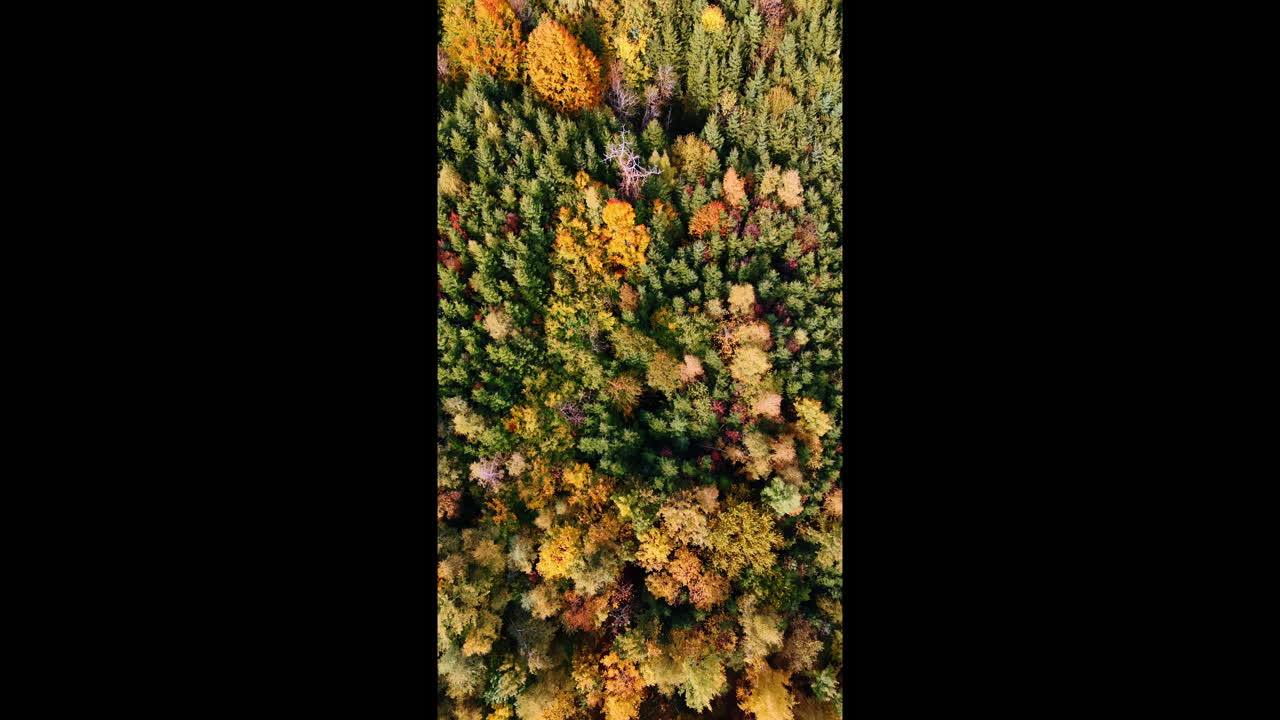 Sorvolando una spettacolare foresta colorata con diversi alberi nel verde lussureggiante. Splendido autunno luminoso nel bosco. Video verticale