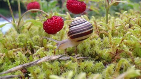 el caracol en primer plano, mirando las fresas rojas