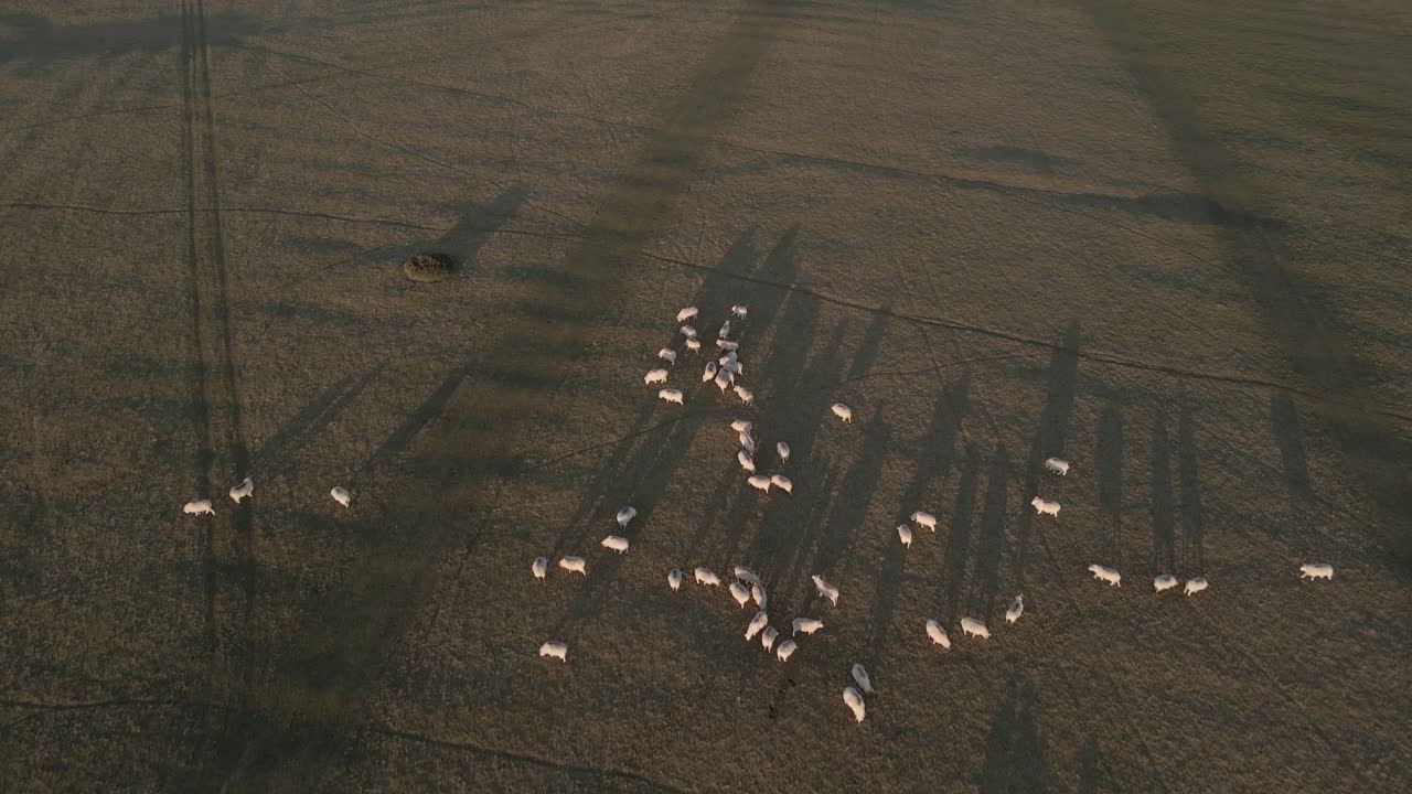 아일랜드 의 해가 뜨는 시골 농지 에서 풀 을 먹는  양