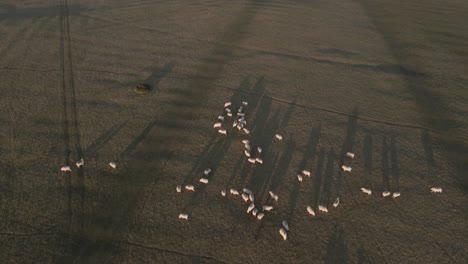 A-Herd-Of-White-Sheep-Eating-Grass-In-Rural-Farmlands-At-Sunrise-In-Ireland