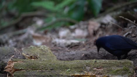 un pájaro javan silbador está picando a los gusanos en un agujero en el suelo detrás de la madera seca