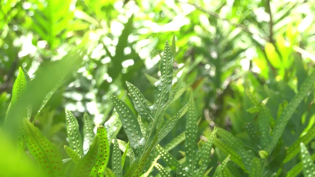 Vibrant green ferns with dotted textured leaves shimmer under bright tropical sunlight, capturing the fresh energy and intricate detail of lush foliage in a thriving natural environment.