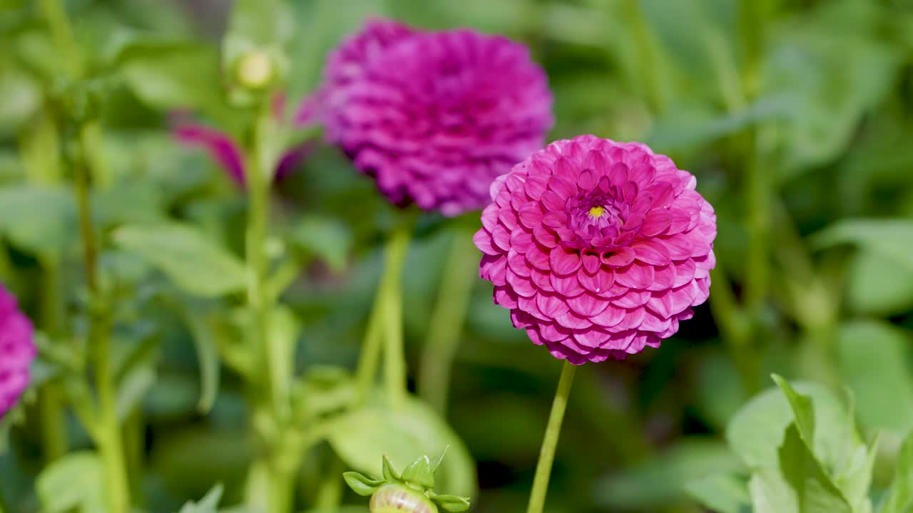 Close-up de dálias rosa-choque vibrantes balançando suavemente em meio à folhagem verde em um jardim ensolarado