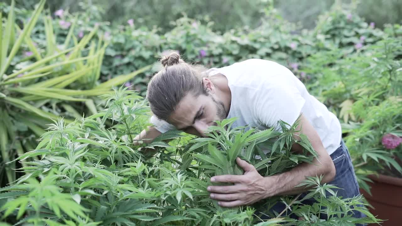 Man Inspecting Cannabis Plants