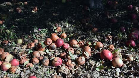 Broken,-bruised-and-windfall-apples-on-the-ground