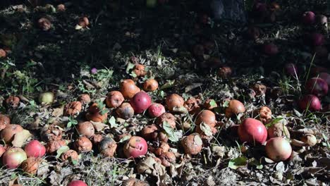 manzanas rotas, magulladas y inesperadas en el suelo