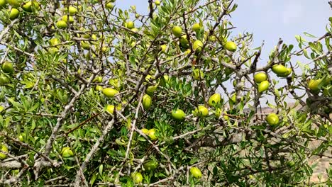 Ramas-Del-árbol-De-Argán-Con-Nueces-Maduras-Y-Hojas-Verdes-8