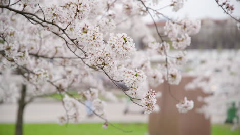 Rama-Del-Floreciente-árbol-De-Sakura-Rosa-Balanceándose-En-El-Viento