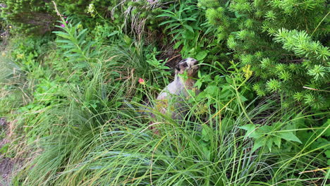 the alpine mammal, marmot nibbling on the leaves of the bushes growing along the mountainous slopes of the highline trail logan pass