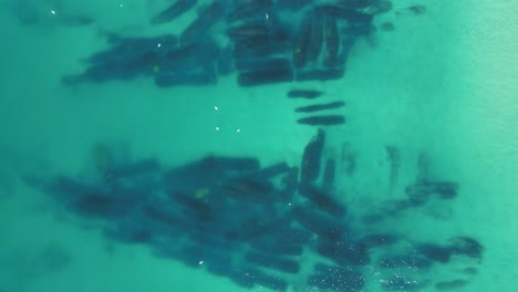 sea birds in flight hunting on a man made underwater artificial reef built to protect city coastal beaches from erosion