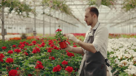 gardener inspecting blooming plants in a greenhouse