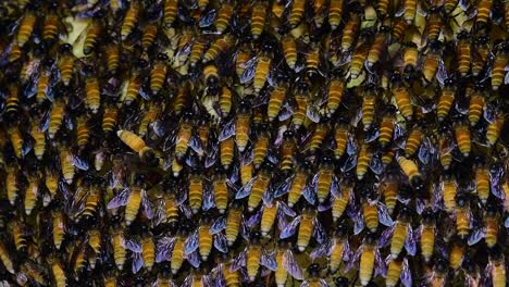 Se-Sabe-Que-Las-Abejas-Melíferas-Gigantes-Construyen-Grandes-Colonias-De-Nidos-Con-Bolsillos-Simétricos-Hechos-De-Cera-Para-Almacenar-Miel-Como-Fuente-De-Alimento.