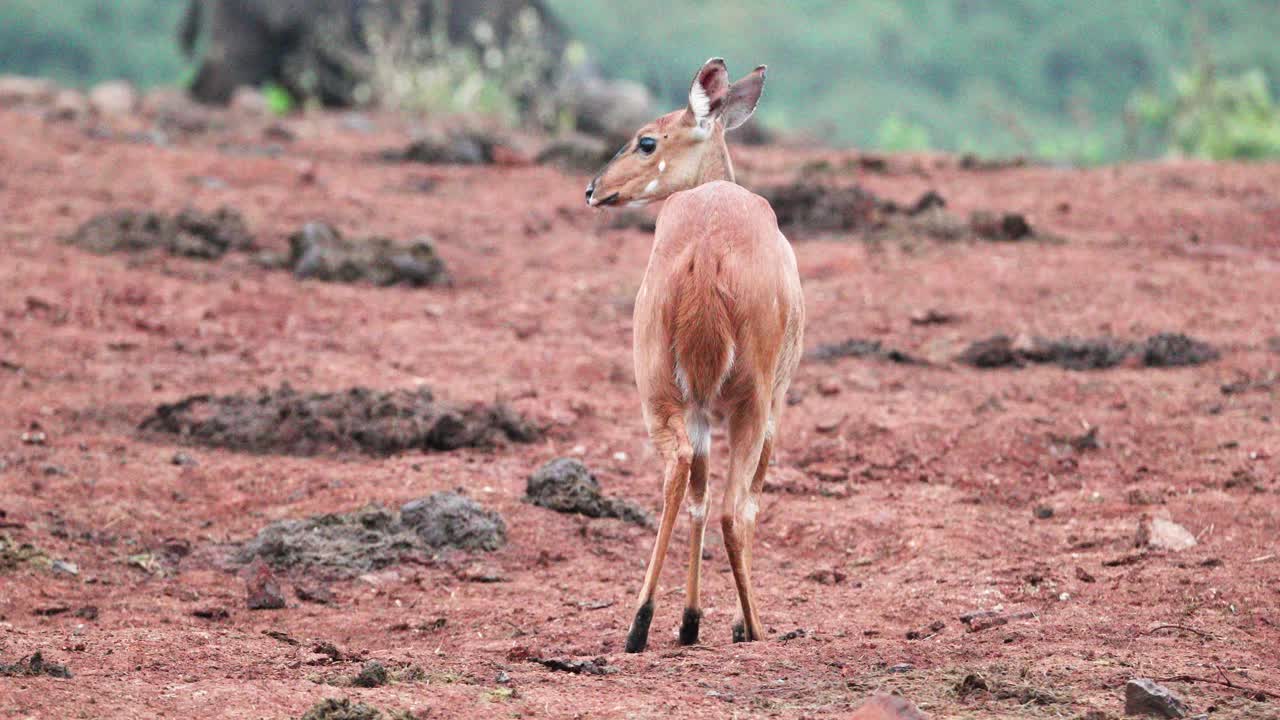 vista trasera de una hembra de bushbuck en un paisaje semiárido en aberdare, kenya