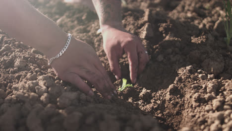 Primer-Plano-De-Manos-Latinas-Preparando-Y-Empacando-El-Suelo-Alrededor-De-Una-Pequeña-Planta-Por-La-Mañana