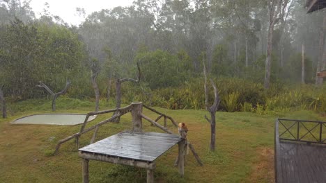 Mono-De-Probóscide-Encaramado-En-Una-Plataforma-De-Madera-Mientras-Las-Fuertes-Lluvias-De-Las-Selvas-Tropicales-De-Borneo-Caen-A-Su-Alrededor