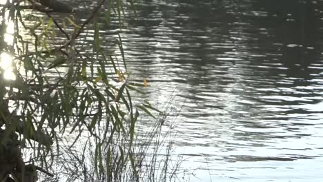 Outdoor-Natur-Sonnenuntergang-Am-Fluss-Camping-Reflexionen-Auf-Dem-Wasser