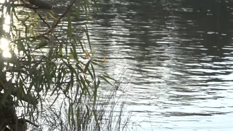 naturaleza al aire libre puesta de sol en el río camping reflejos en el agua