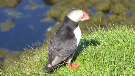 bonito primer plano de un lindo frailecillo posando en la costa de islandia cerca de latrabjarg 1