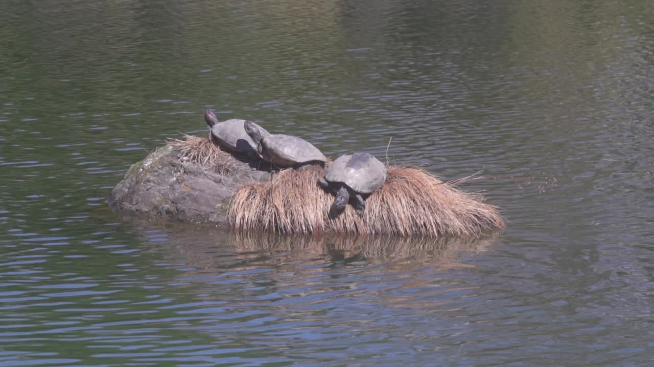 Turtles basking on a rock in a pond