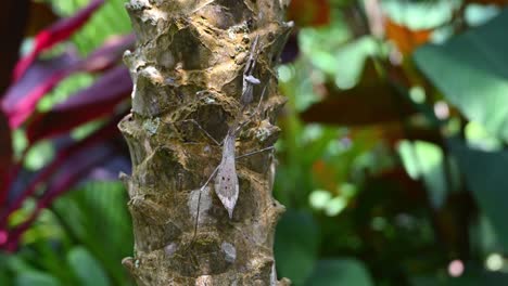 mantis de pavo real, pseudempusa pinnapavonis, vista sacudiendo su cuerpo en la corteza de un árbol, plantas del bosque con una luz de la tarde jugando en el fondo