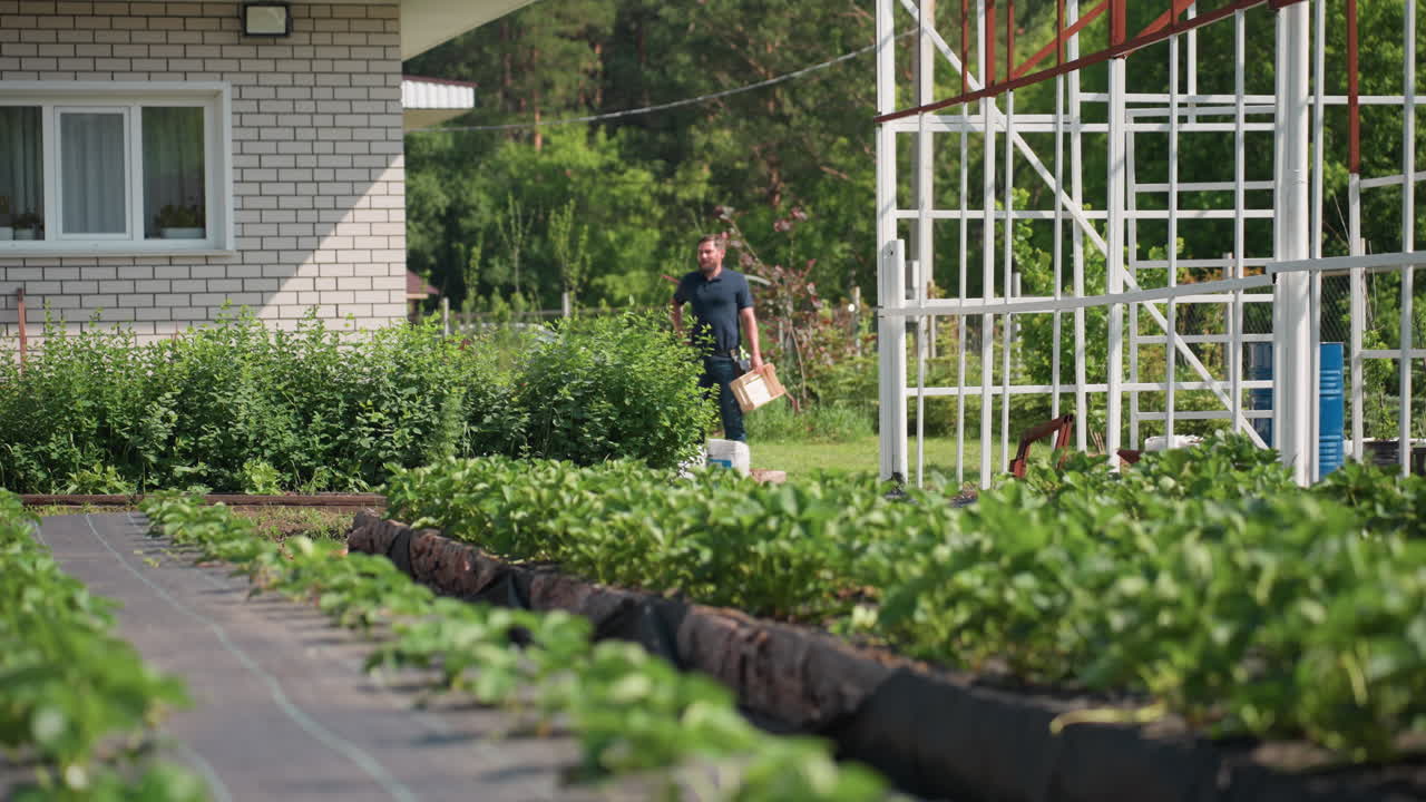 Agronomist walking toward farm carrying tool while inspecting vegetable beds, green plants in foreground, metal frame structure beside brick house, sunlight on leaves