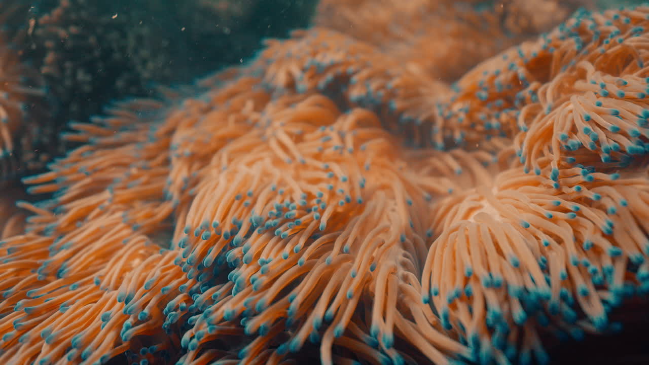 un primer plano de una anémona de mar